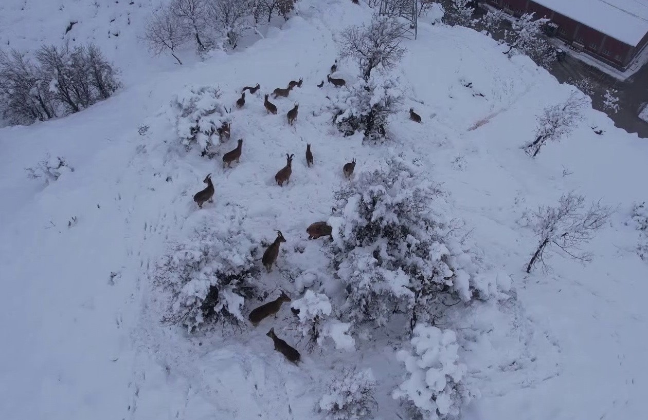Yaban keçileri yiyecek bulmak için karsız bölgelere iniyor