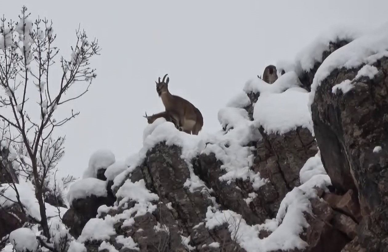 Yaban ke&ccedil;ileri yiyecek bulmak i&ccedil;in karsız b&ouml;lgelere iniyor
