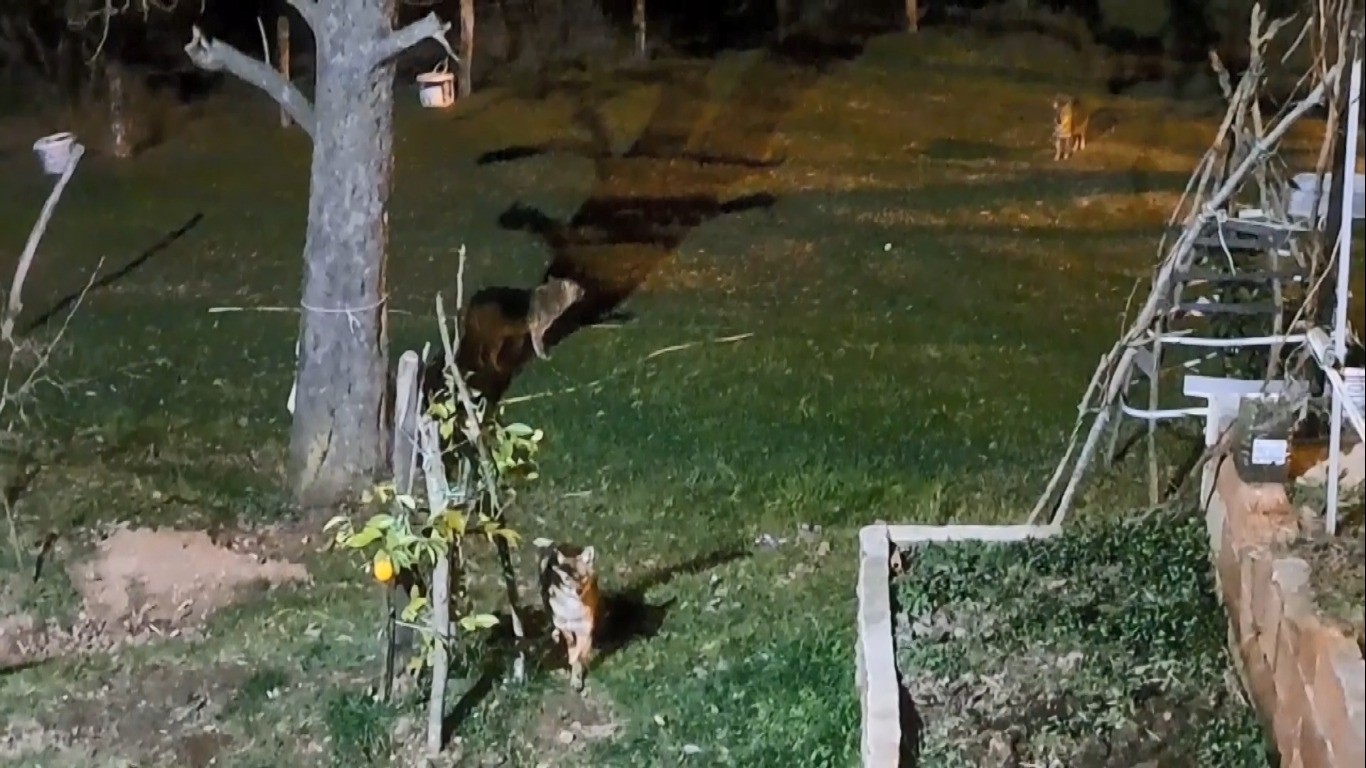 Her gün kapısına gelen çakalları ekmekle besliyor