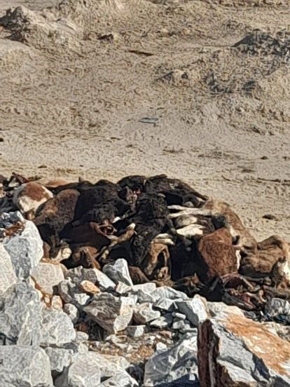 Kütahya’da 35 büyükbaş hayvan telef olmuş halde bulundu