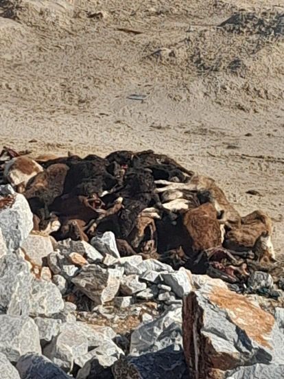 K&uuml;tahya&rsquo;da 35 b&uuml;y&uuml;kbaş hayvan telef olmuş halde bulundu
