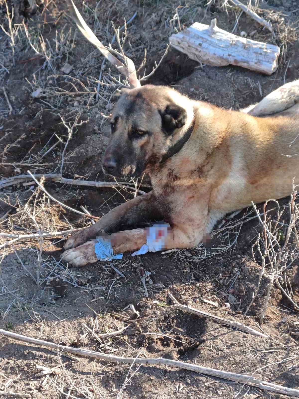 Yasa dışı k&ouml;pek d&ouml;v&uuml;ş&uuml;ne JASAT &rsquo;dur&rsquo; dedi
