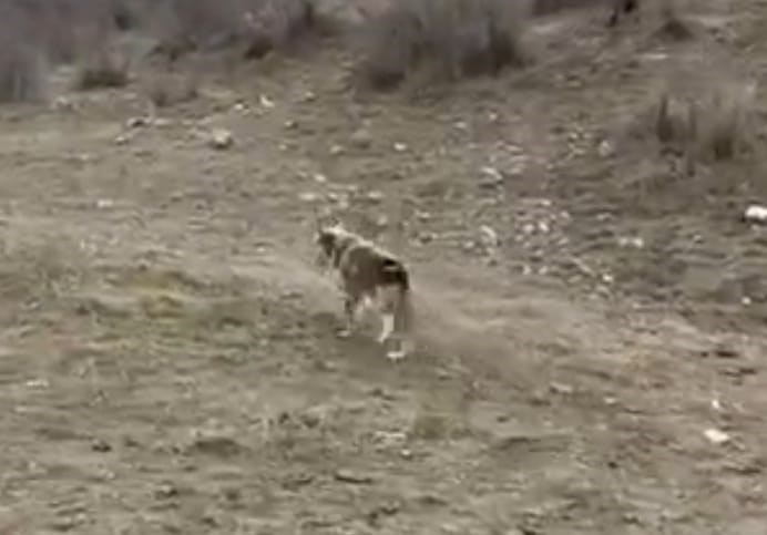 Batman’da aç kalan kurt köye inerek tavuklara saldırdı