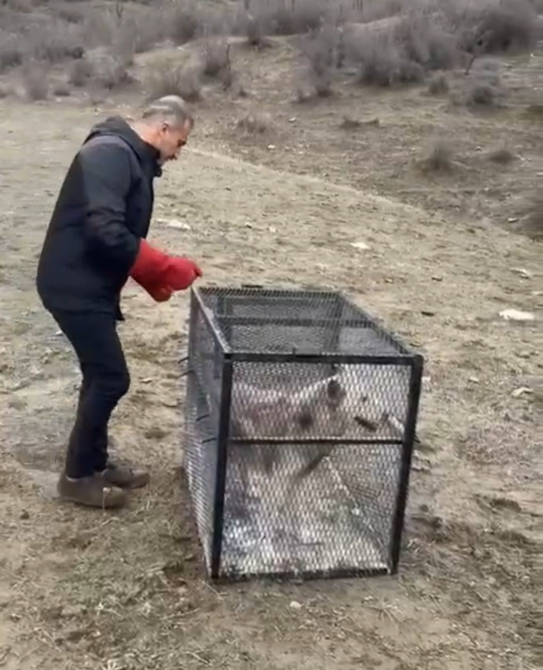 Batman&rsquo;da a&ccedil; kalan kurt k&ouml;ye inerek tavuklara saldırdı
