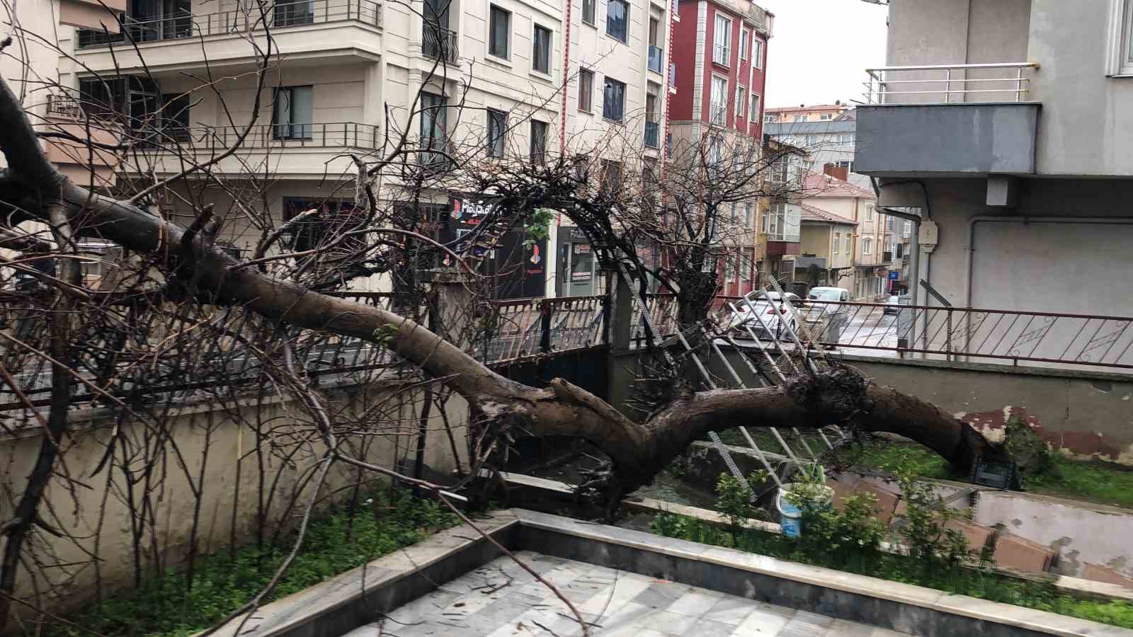 Yarım asırlık ağaç, yoldan geçen aracın üzerine devrildi