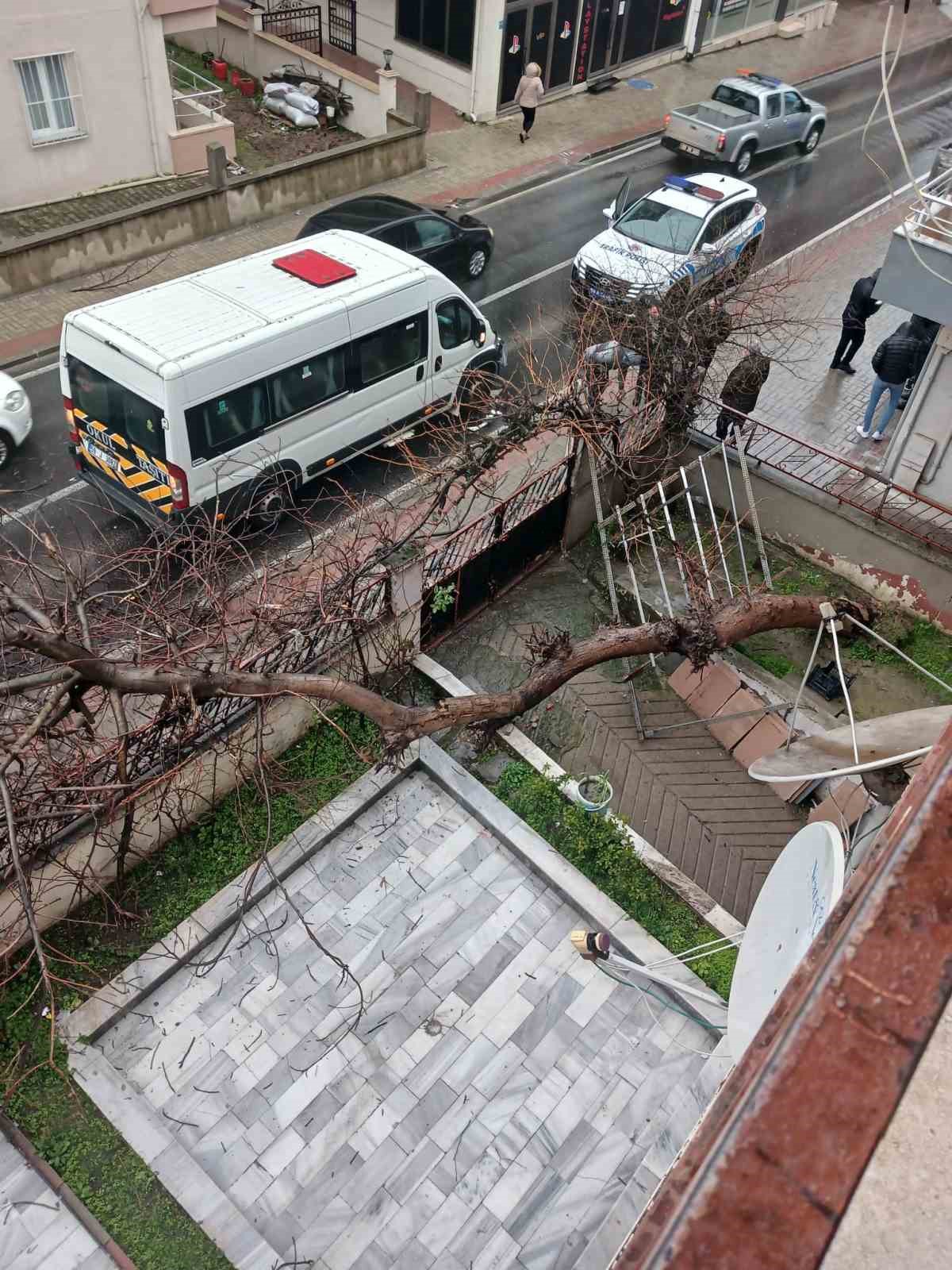 Yarım asırlık ağa&ccedil;, yoldan ge&ccedil;en aracın &uuml;zerine devrildi
