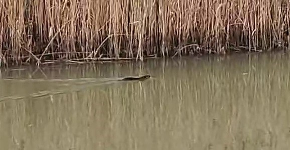 Çanakkale’de nesli tükenme tehdidinde olan su samuru görüntülendi