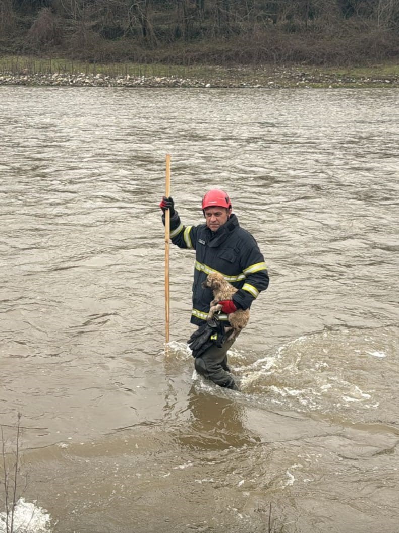 Dere yatağında mahsur kalan yavru k&ouml;pek kurtarıldı
