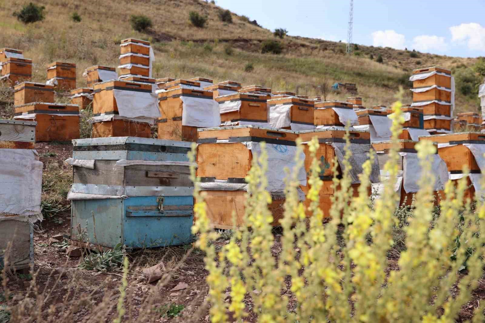 Sivas en ‘ballı’ 4. şehir oldu