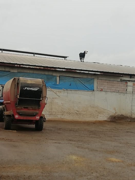 Aşıdan kaçan dana soluğu çatıda aldı