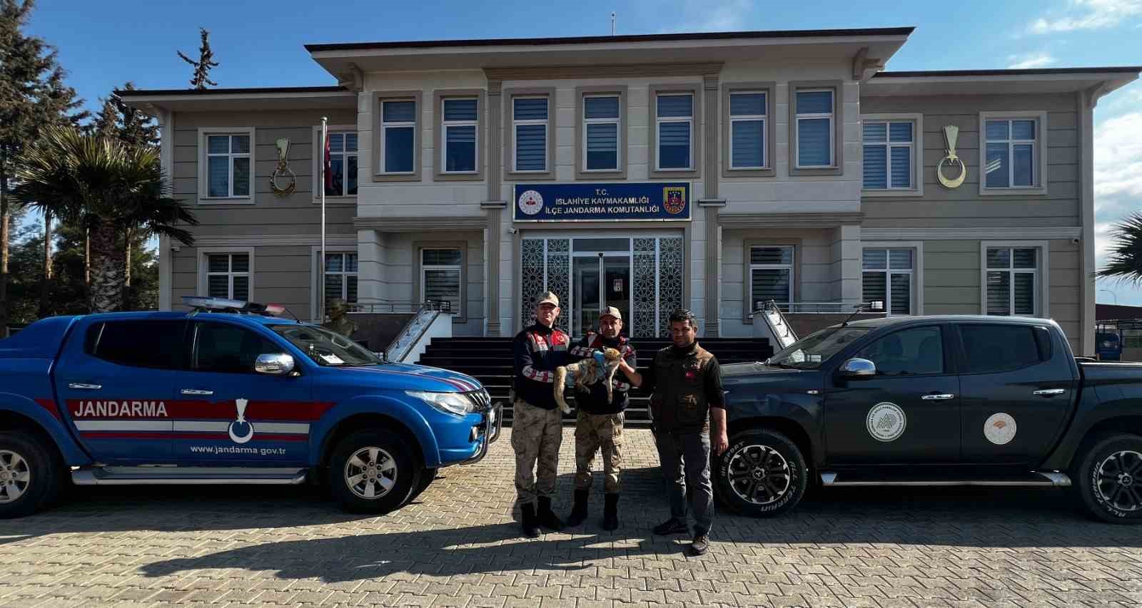 Jandarmadan yaralı tilkiye şefkat eli