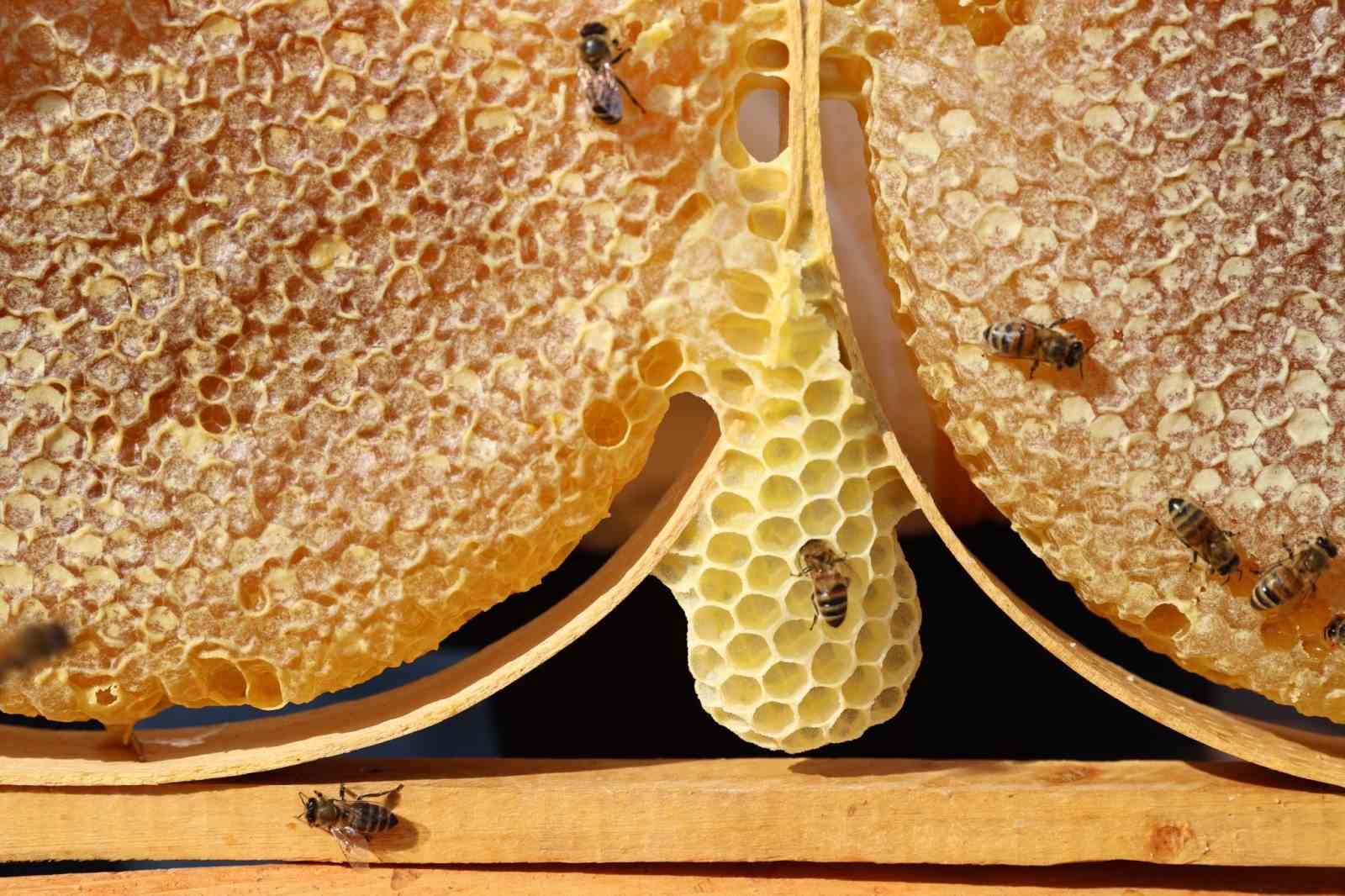 Sivas en ‘ballı’ 4. şehir oldu