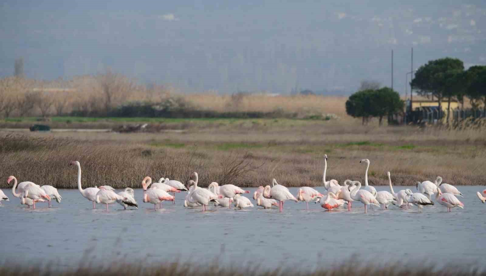 Gökçeada’da flamingoların ’kur’ ve ’beslenme’ dansı hayran bıraktı