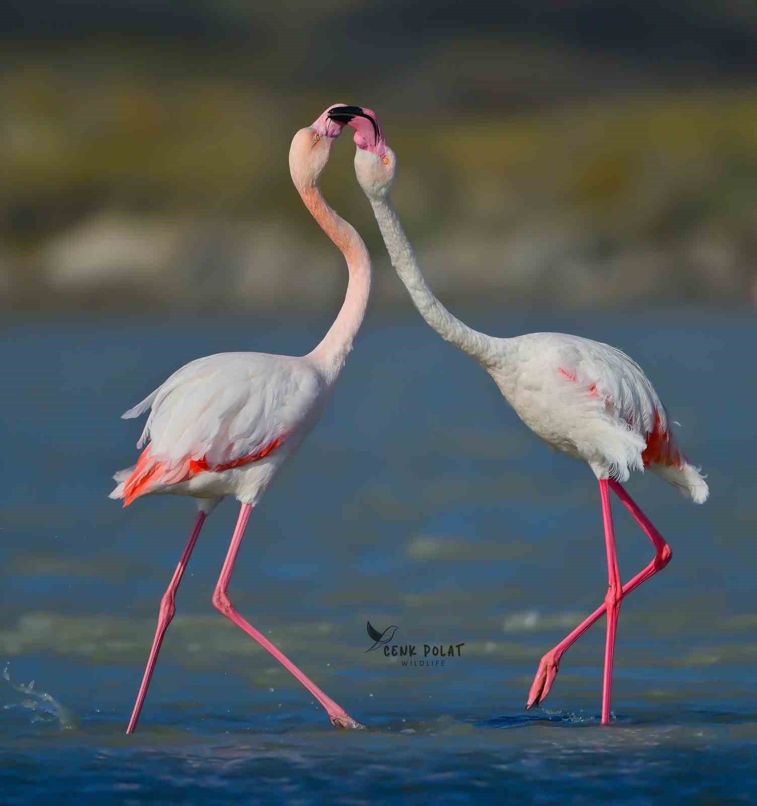 Gökçeada’da flamingoların ’kur’ ve ’beslenme’ dansı hayran bıraktı 