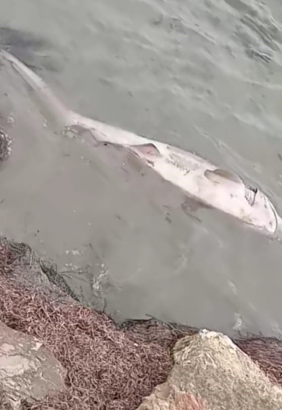 Tekirdağ’da nesli tehdit altındaki pamuk cinsi köpek balığı kıyıya vurdu
