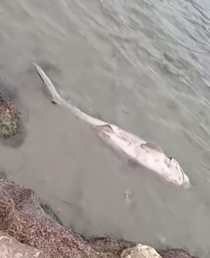 Tekirdağ&rsquo;da nesli tehdit altındaki pamuk cinsi k&ouml;pek balığı kıyıya vurdu
