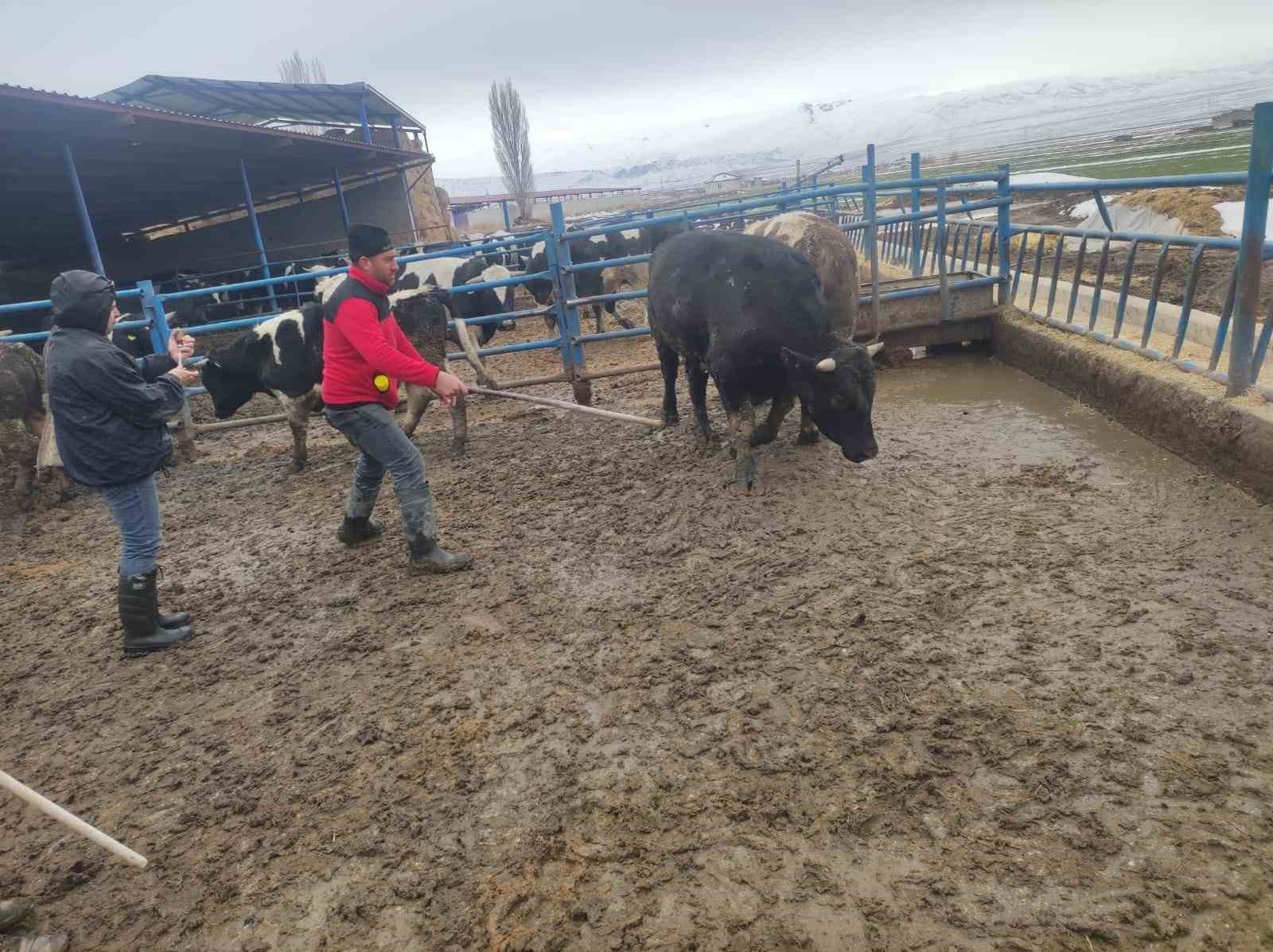 Ereğli&rsquo;de şap hastalığına karşı m&uuml;cadele s&uuml;r&uuml;yor
