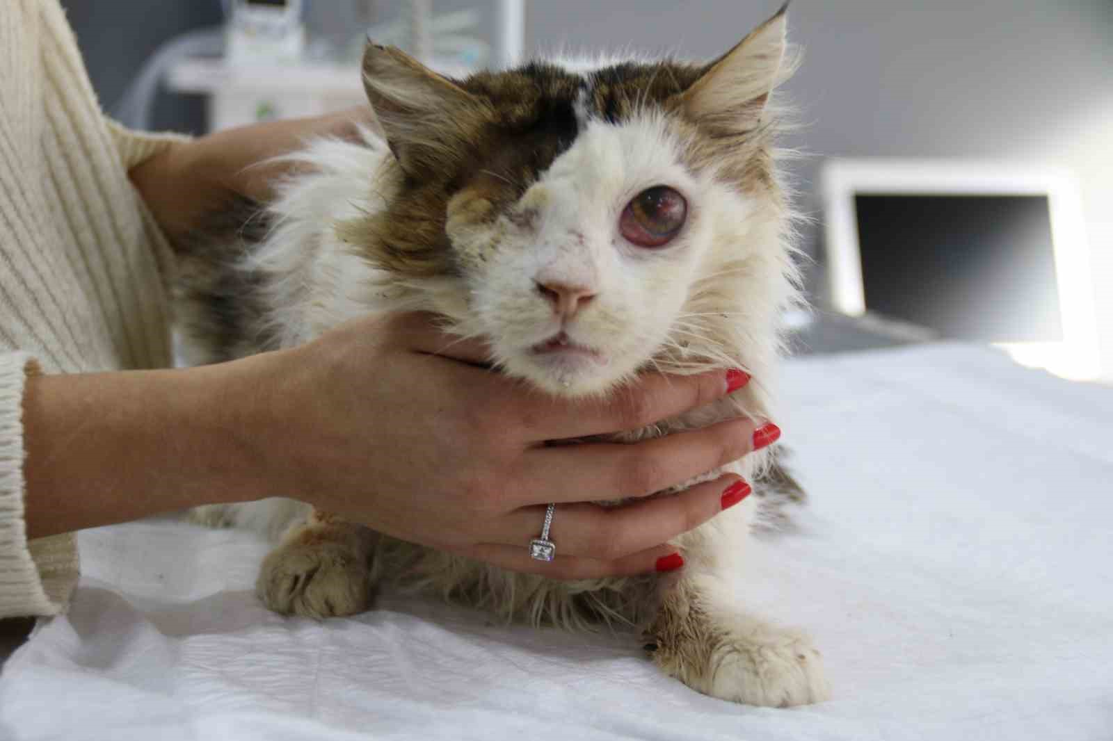 Yaralı kedi tek g&ouml;z&uuml;yle hayvan severler sayesinde hayata tutundu
