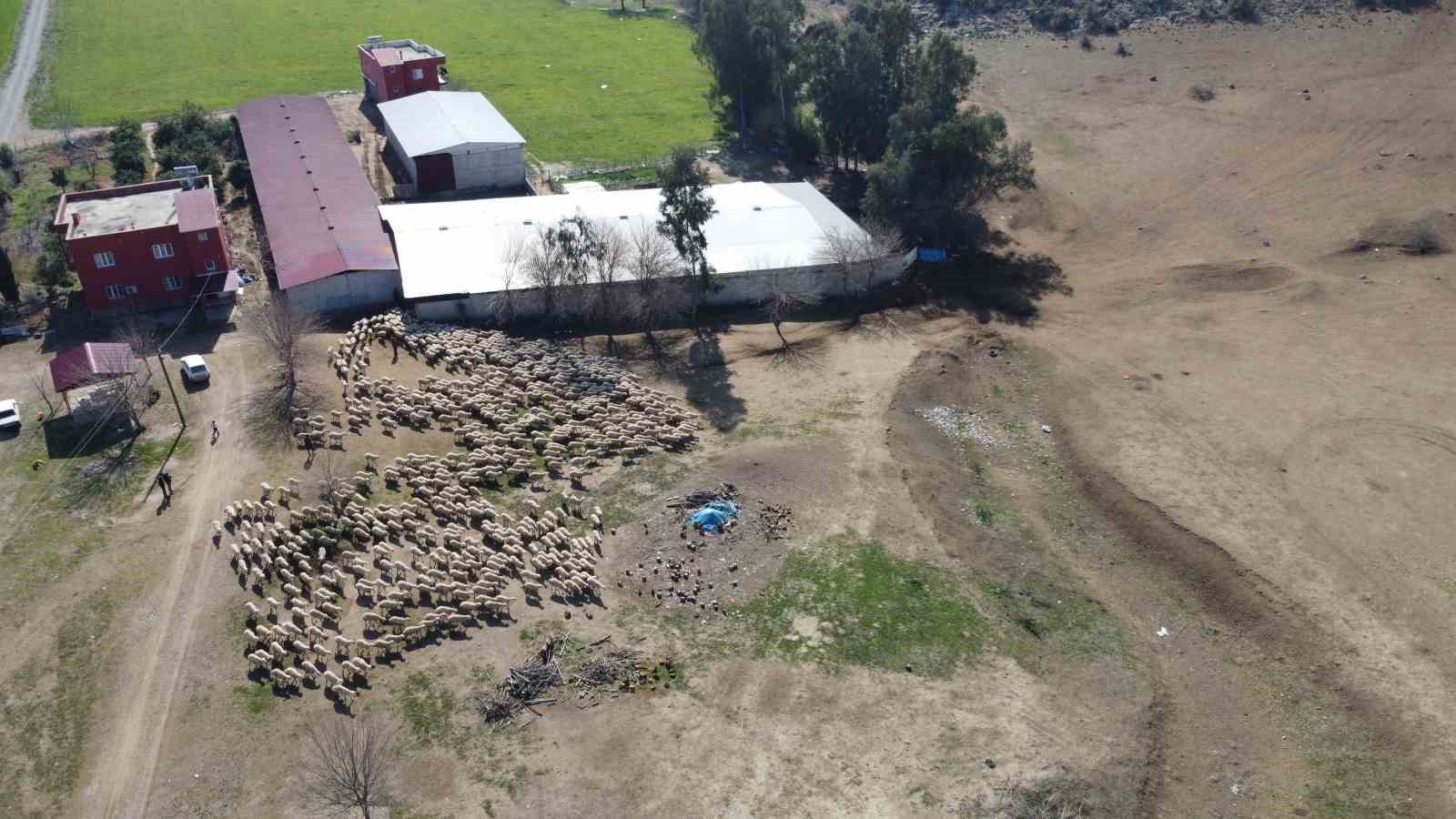 Koyun ve kuzuların muhteşem buluşması