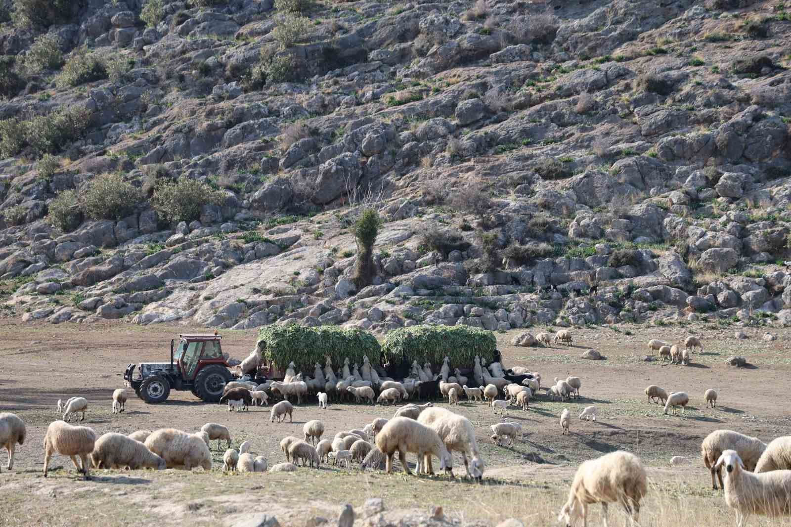 Koyun ve kuzuların muhteşem buluşması
