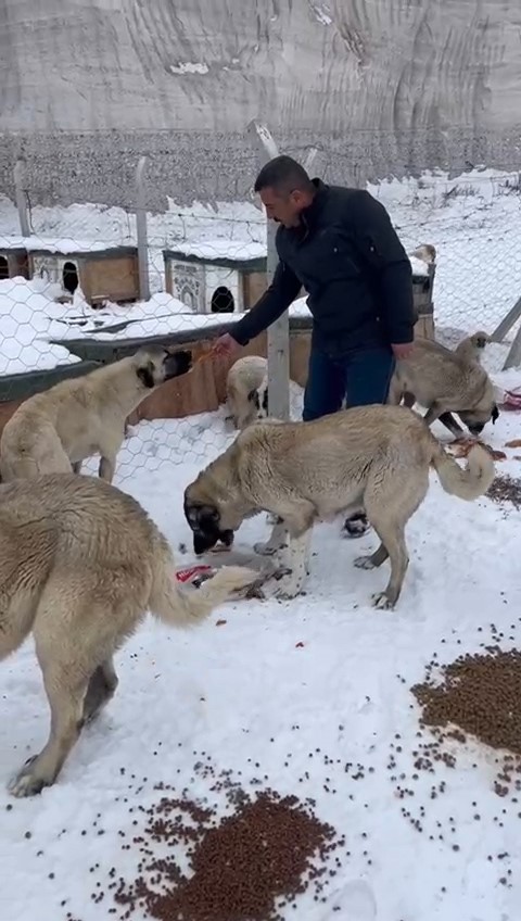 Çiftlik Belediyesi patili dostları unutmadı