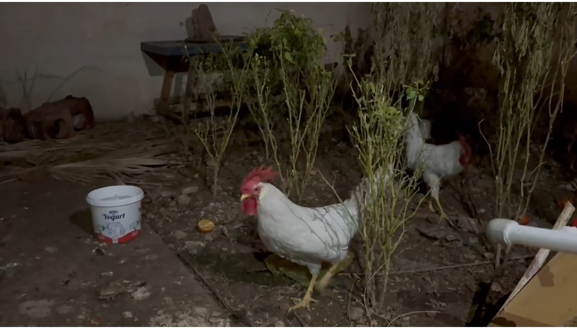 Mardin’de yılbaşında kesilen tavuk, horozu dile getirdi