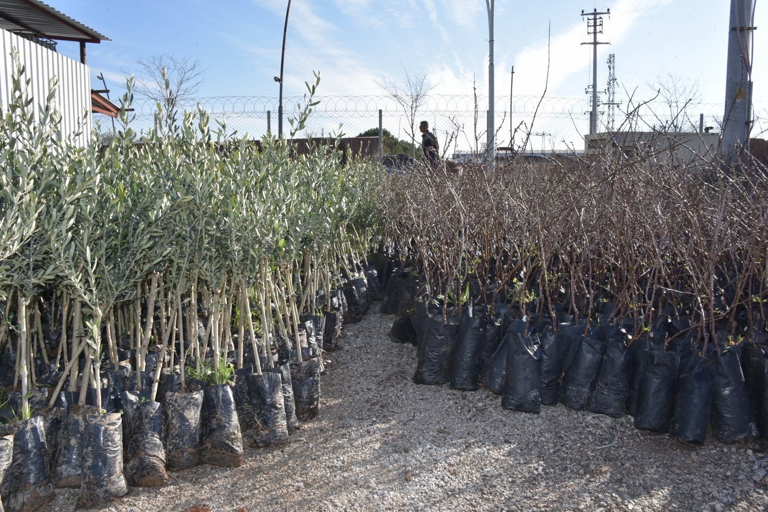 Yunusemre&rsquo;den &uuml;reticilere 21 bin fidan desteği
