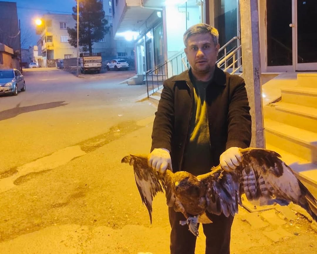 Siirt’te ayağına ip dolanan kartal doğaya bırakıldı