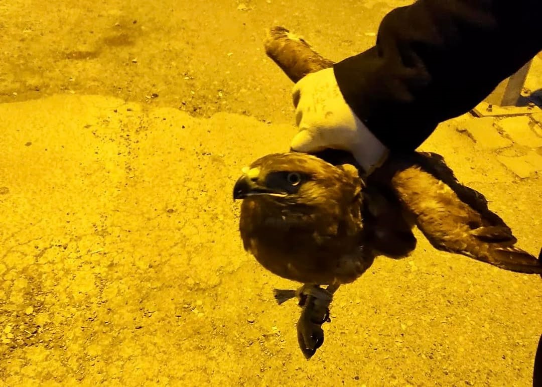 Siirt’te ayağına ip dolanan kartal doğaya bırakıldı
