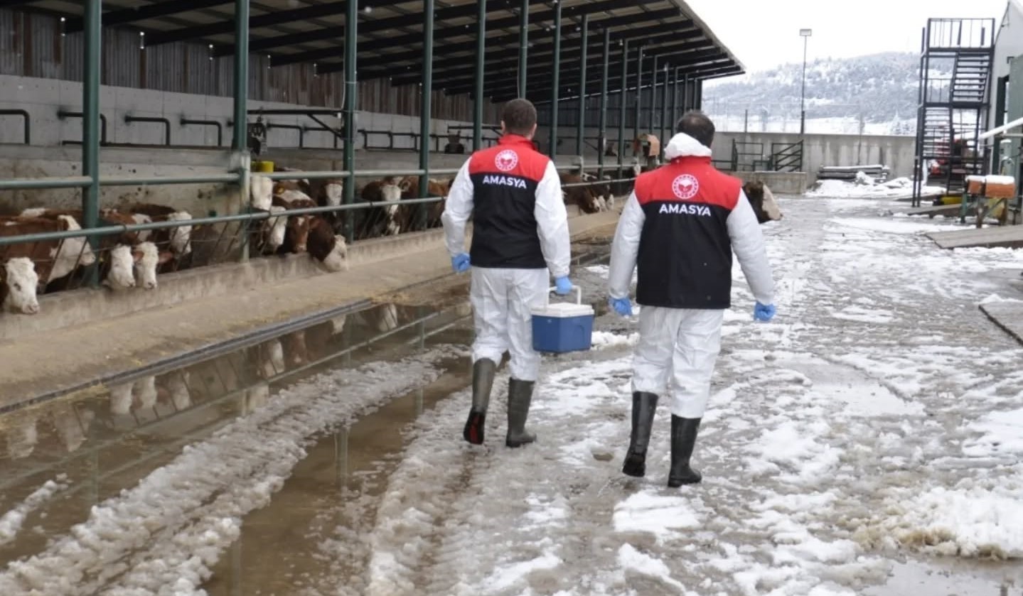 Amasya’da ilkbahar dönemi şap aşılama çalışması başladı