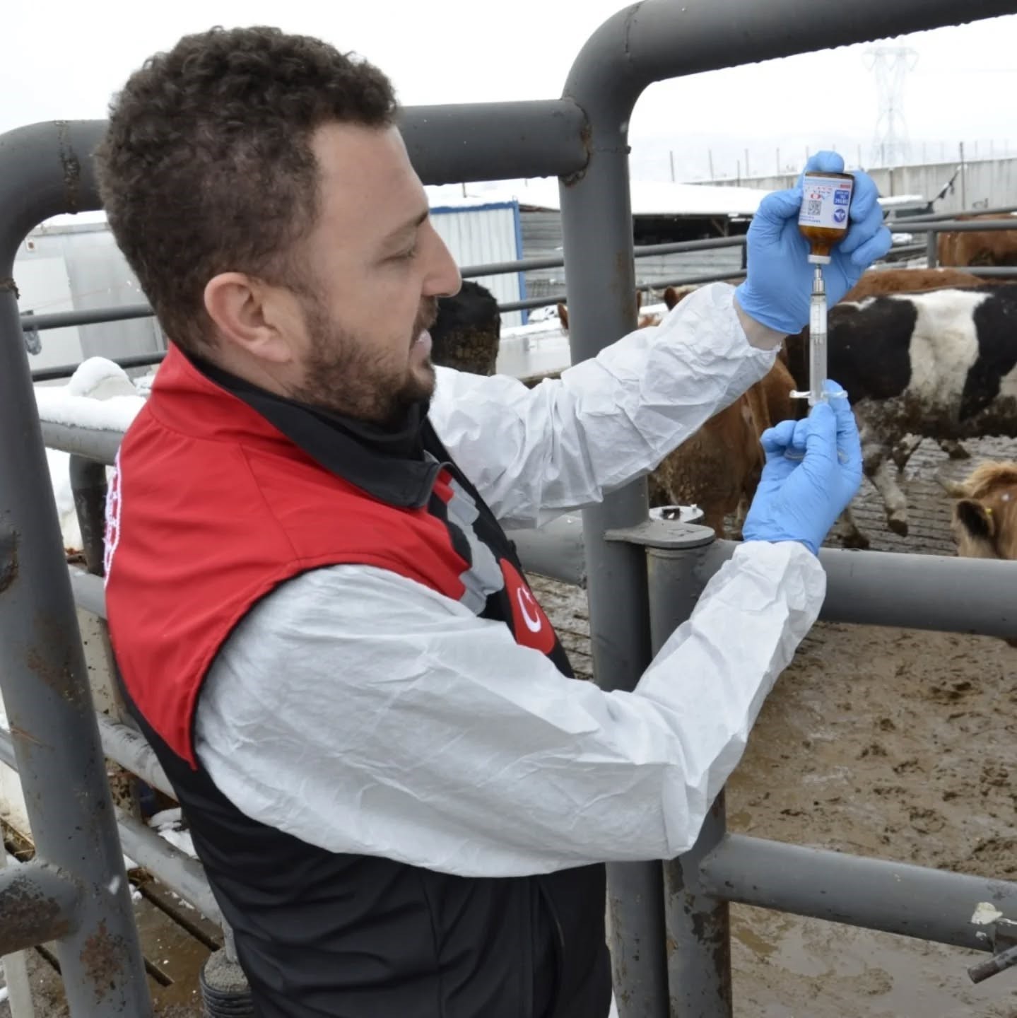 Amasya&rsquo;da ilkbahar d&ouml;nemi şap aşılama &ccedil;alışması başladı
