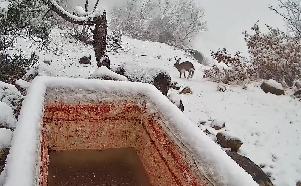 Yaban tavşanı fotokapanla g&ouml;r&uuml;nt&uuml;lendi
