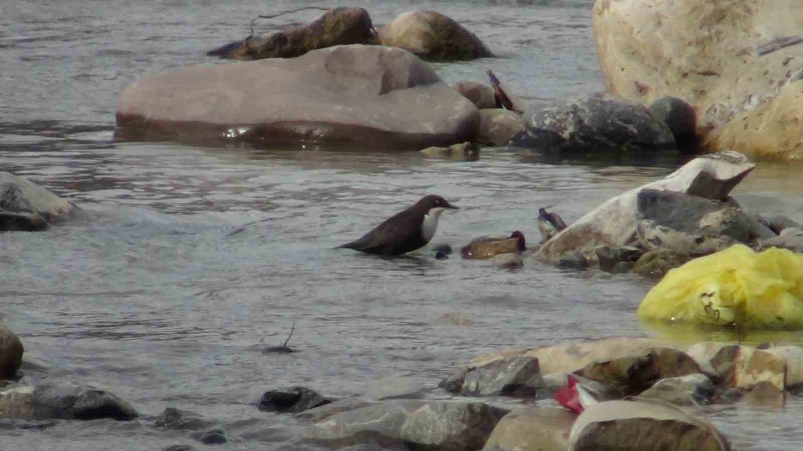 Şırnak’ta kuşlar karda yiyecek arayışında