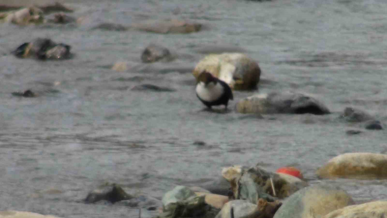 Şırnak’ta kuşlar karda yiyecek arayışında