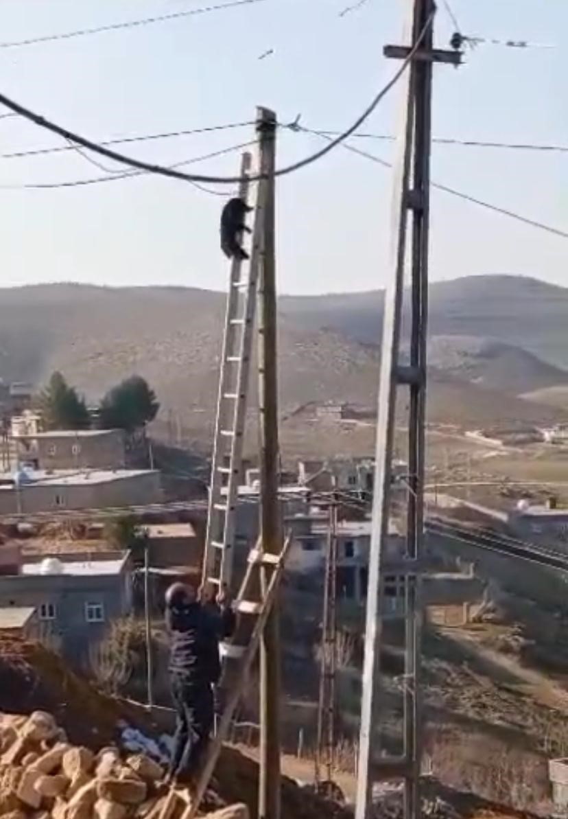 Diyarbakır’da direkte mahsur kalan kedi merdiven yardımıyla kurtarıldı