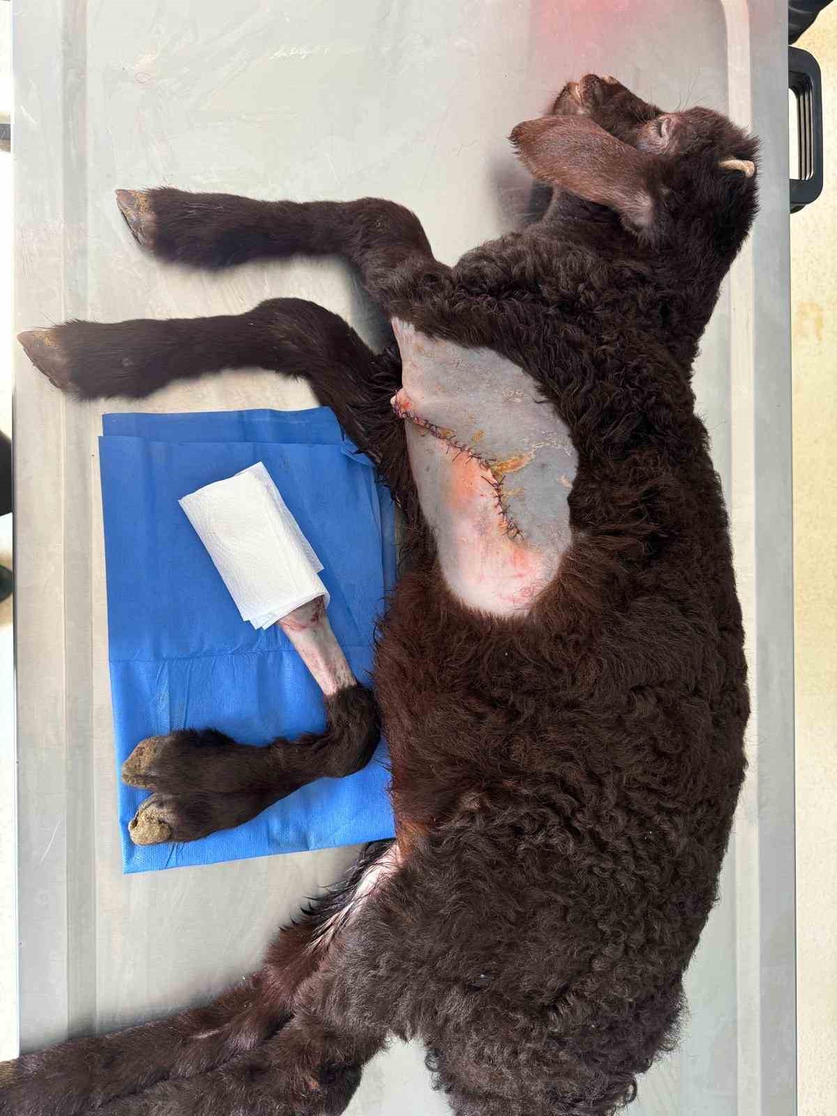 5 bacaklı d&uuml;nyaya gelen kuzunun bir ayağı başarılı bir ameliyat ile alındı
