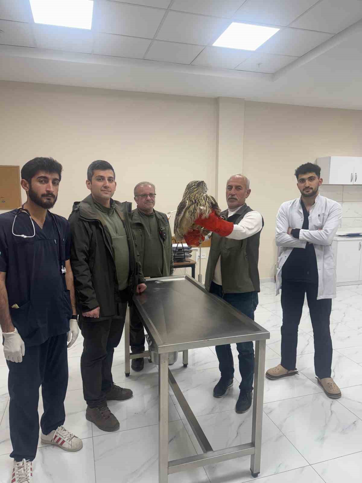 Yaralı baykuş tedavi altına alındı
