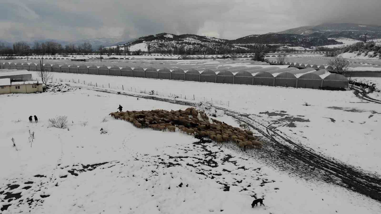 Emektar çoban koyunlara yaz kış kaval çalıyor
