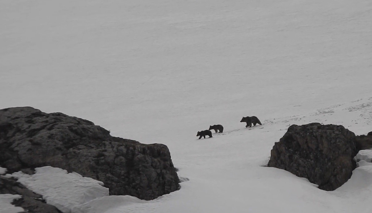 Erzincan’da kış uykusuna yatmayan anne ayı ve yavruları karlı arazide dolaşırken görüntülendi