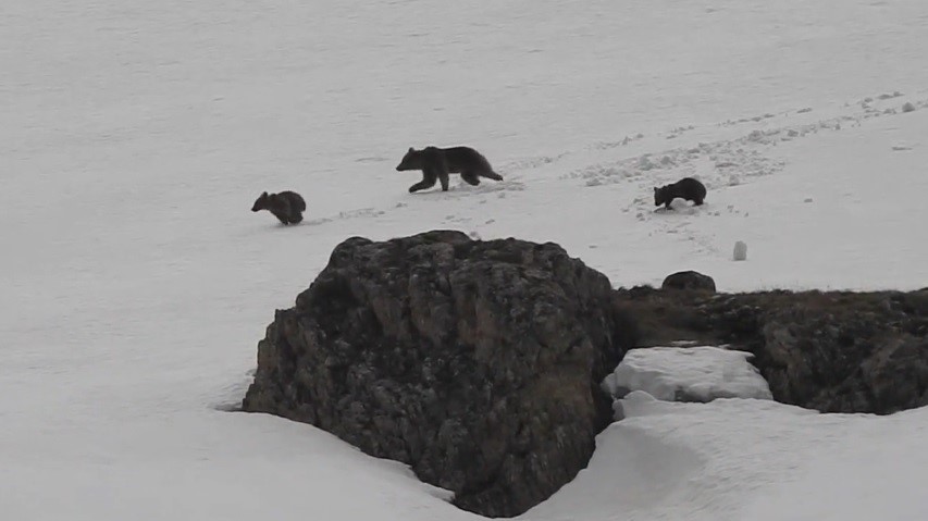 Erzincan&rsquo;da kış uykusuna yatmayan anne ayı ve yavruları karlı arazide dolaşırken g&ouml;r&uuml;nt&uuml;lendi
