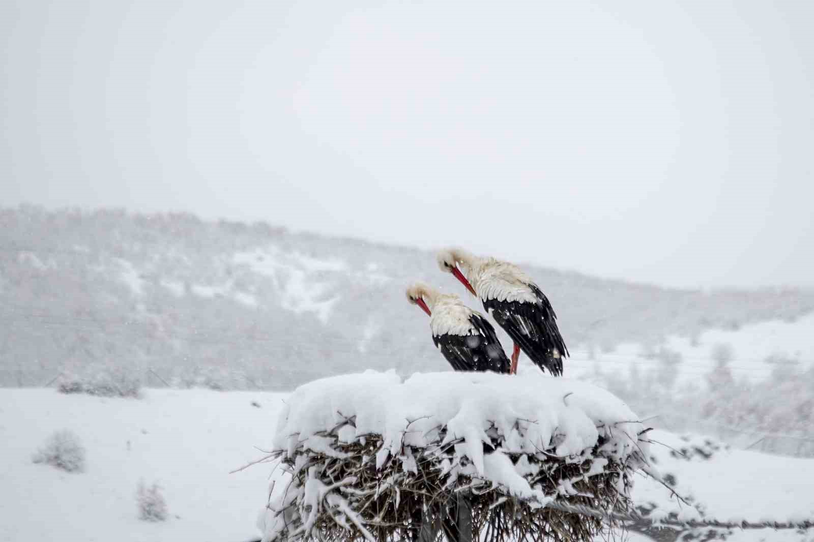 Mevsimleri karıştıran leylekler, karla karşılaştı