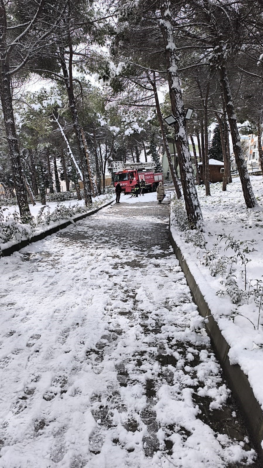 15 saat ağaçta mahsur kalan kediyi itfaiye kurtardı