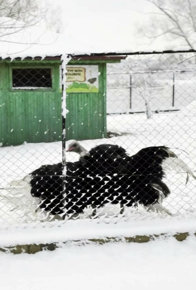 Deve kuşunun kar sevinci kamerada