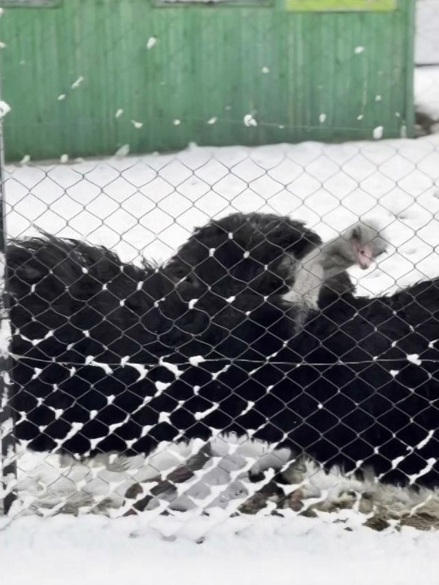 Deve kuşunun kar sevinci kamerada
