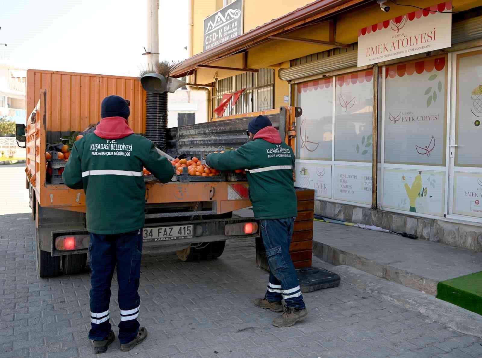 Kuşadası’nda turunç meyvesinin en tatlı yolculuğu başladı
