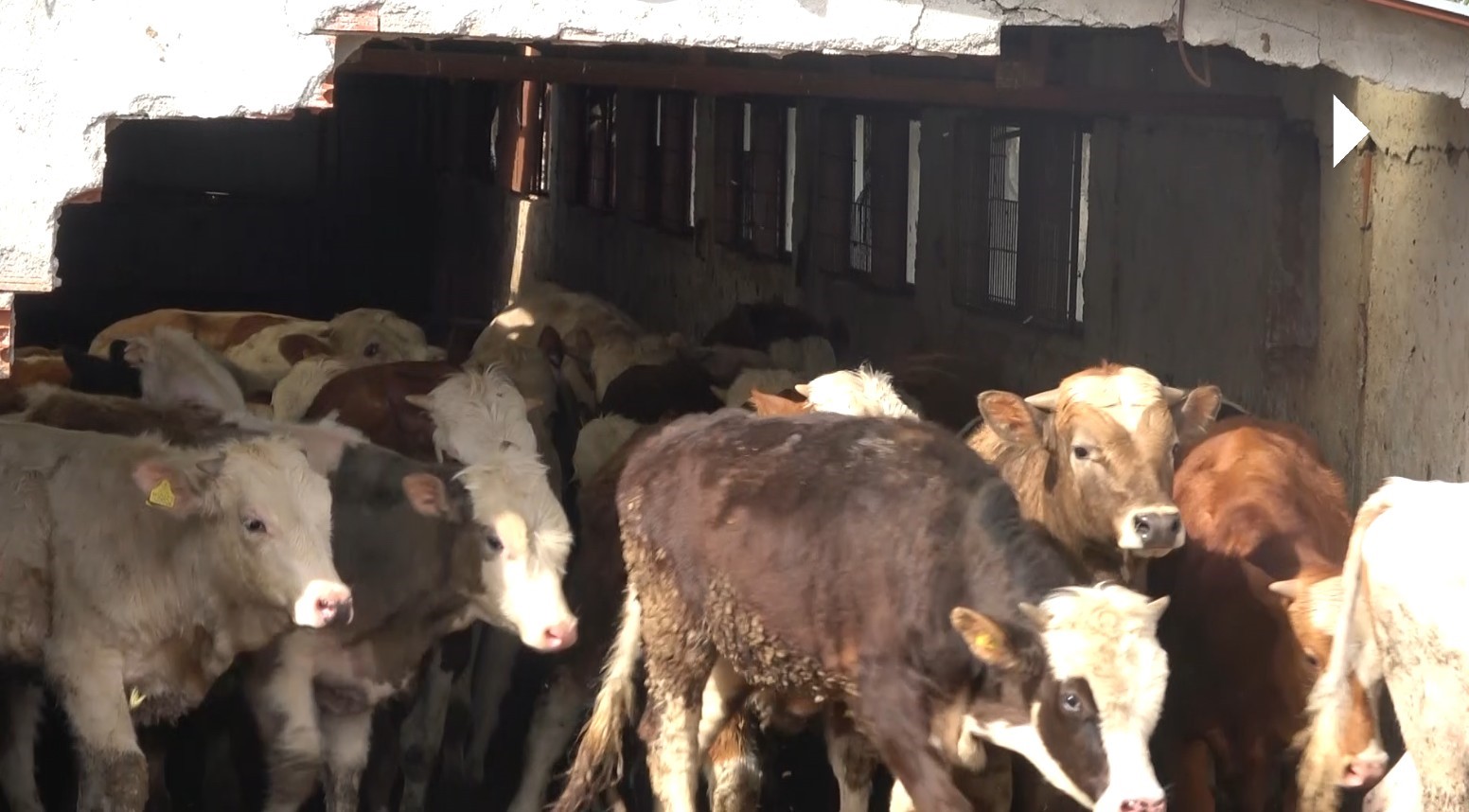 T&uuml;rkiye&rsquo;nin &ouml;nemli tuz &uuml;retim merkezlerinden &Ccedil;ankırı, sadece insanların değil, hayvanların da tuz ihtiyacını karşılıyor
