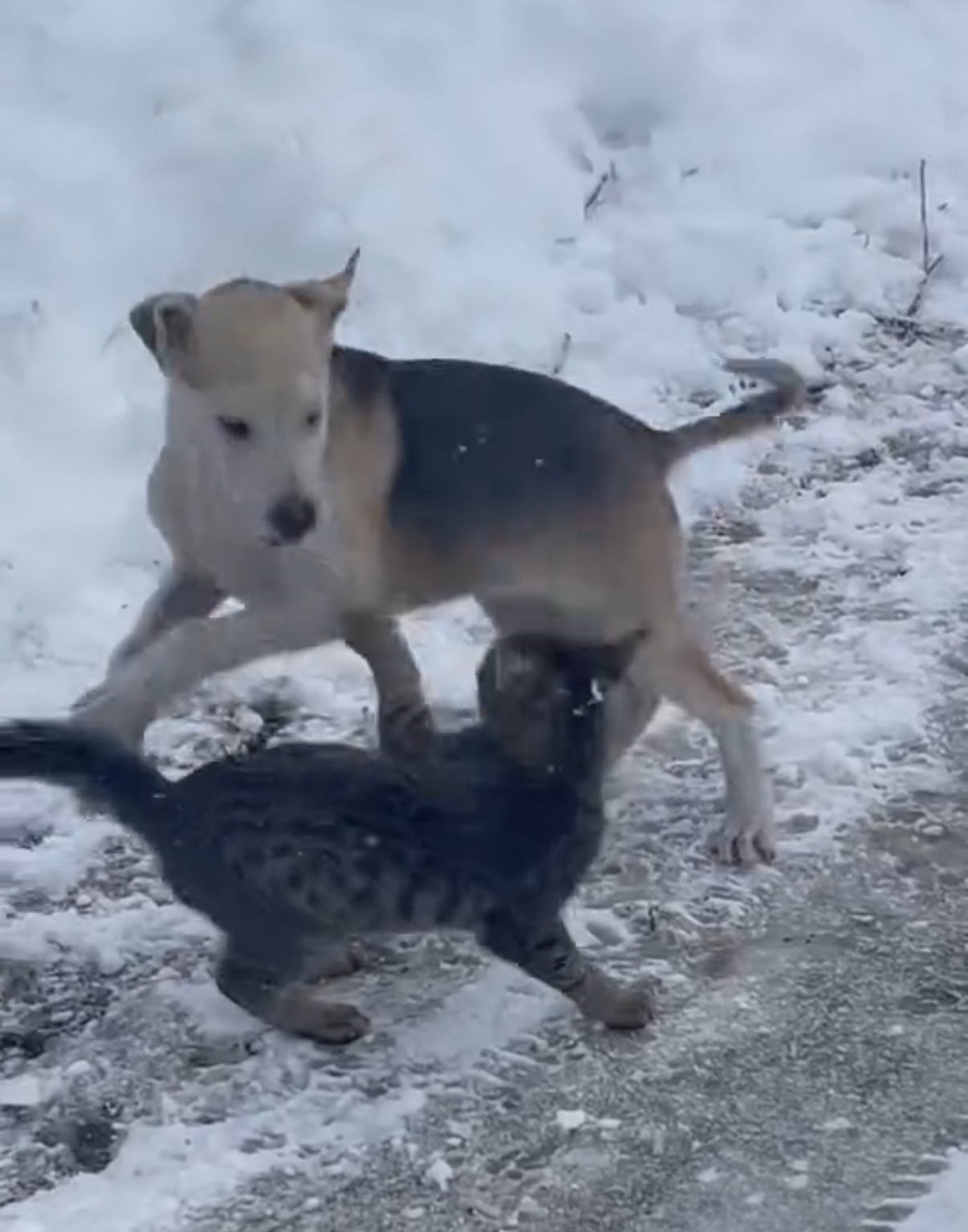 Kedi ve köpeğin oyunu cep telefonu kamerasına yansıdı
