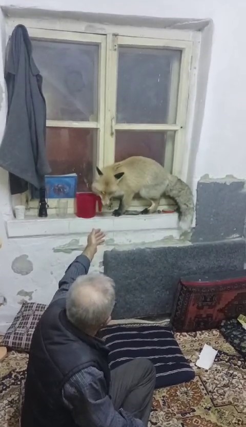Erzurum&rsquo;da a&ccedil; kalan tilki, k&ouml;yl&uuml;lere misafir geldi
