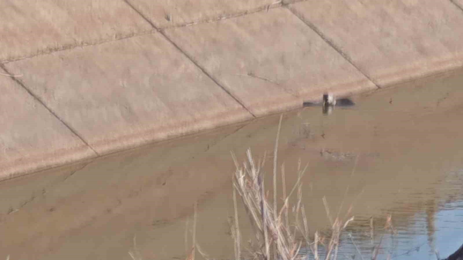 Diyarbakır’da su samuru balık avlarken görüntülendi