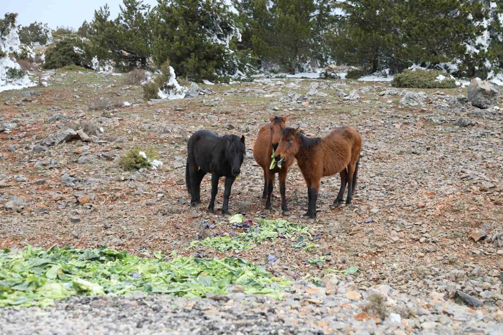 Şehzadeler Belediyesi&rsquo;nden yılkı atlarına kış desteği

